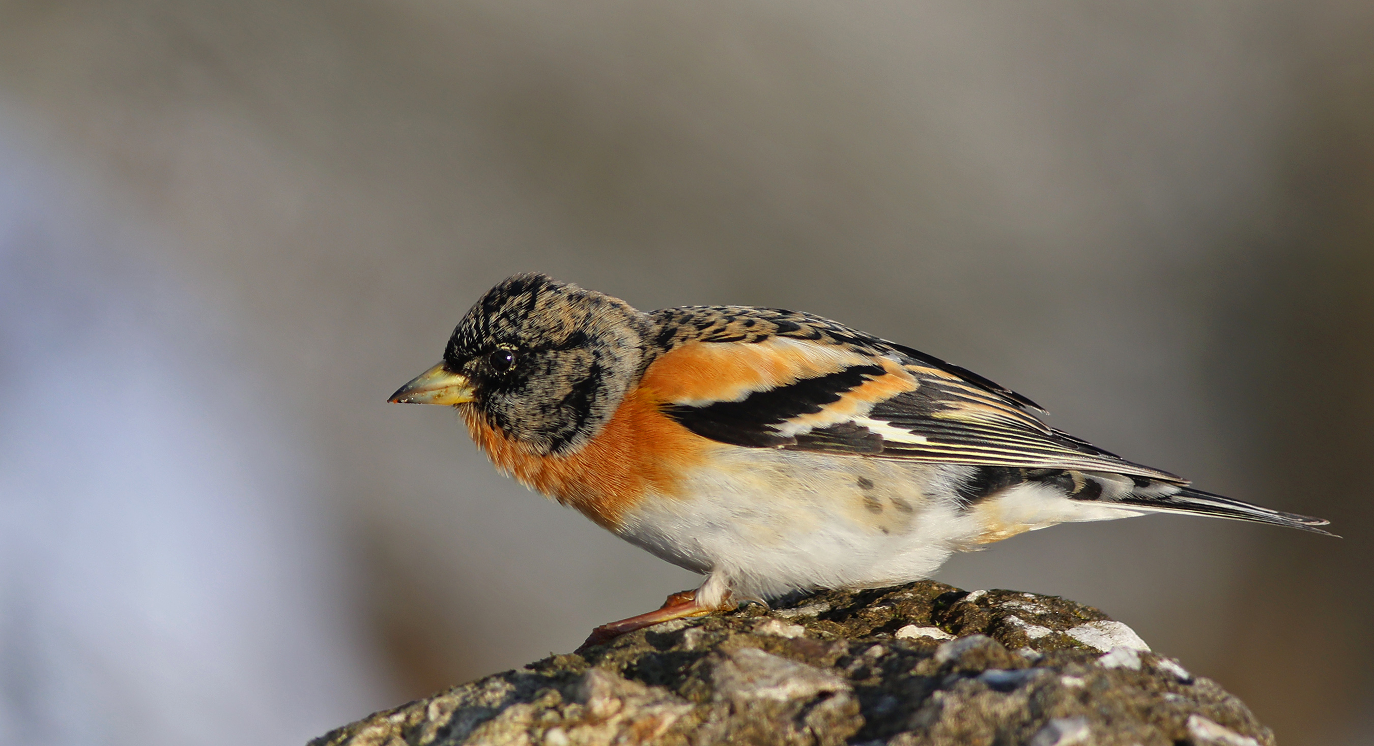 Brambling